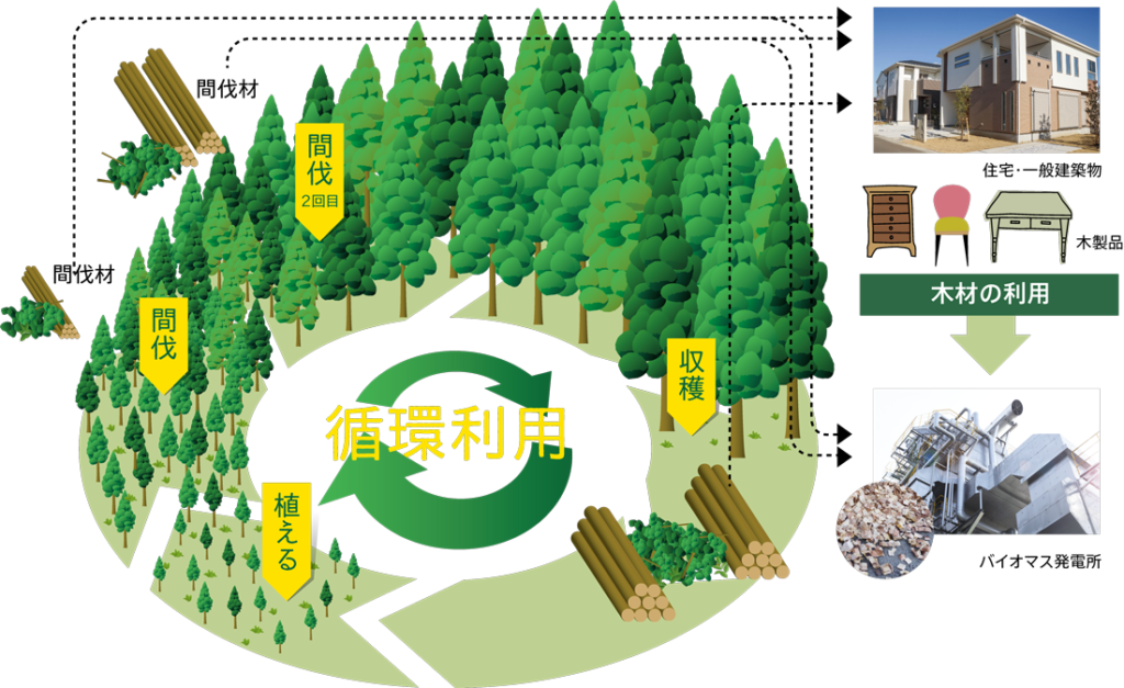 木材の循環利用～SDGsに貢献する森林の循環利用
